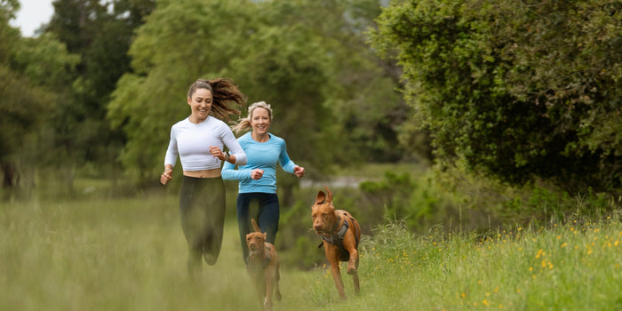 Two women run along with two brown dogs by their side
