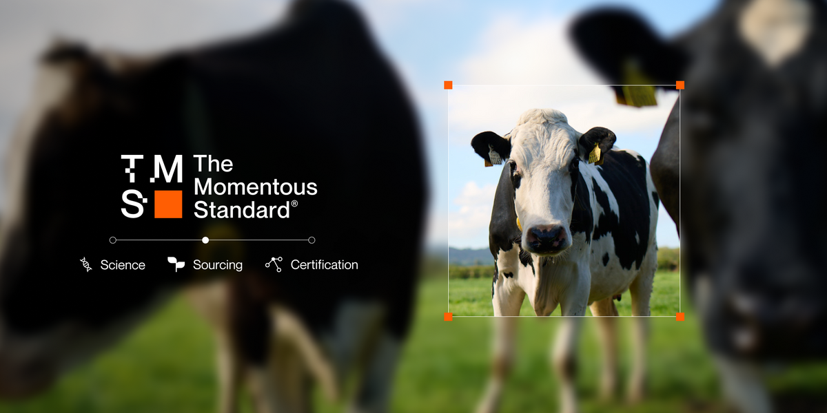 the momentous standard cows in a field 