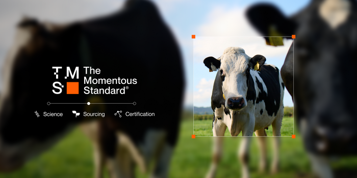 the momentous standard cows in a field 