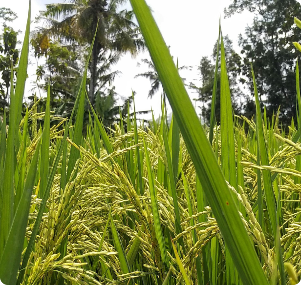 Insoluble Fiber